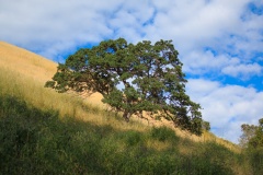 Oak on hill