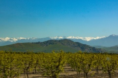 Sierra over vinyard from Tulare